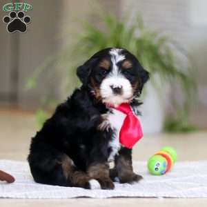 Chico, Mini Bernedoodle Puppy